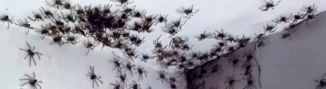 Dedetização de arranhas  24 HORAS